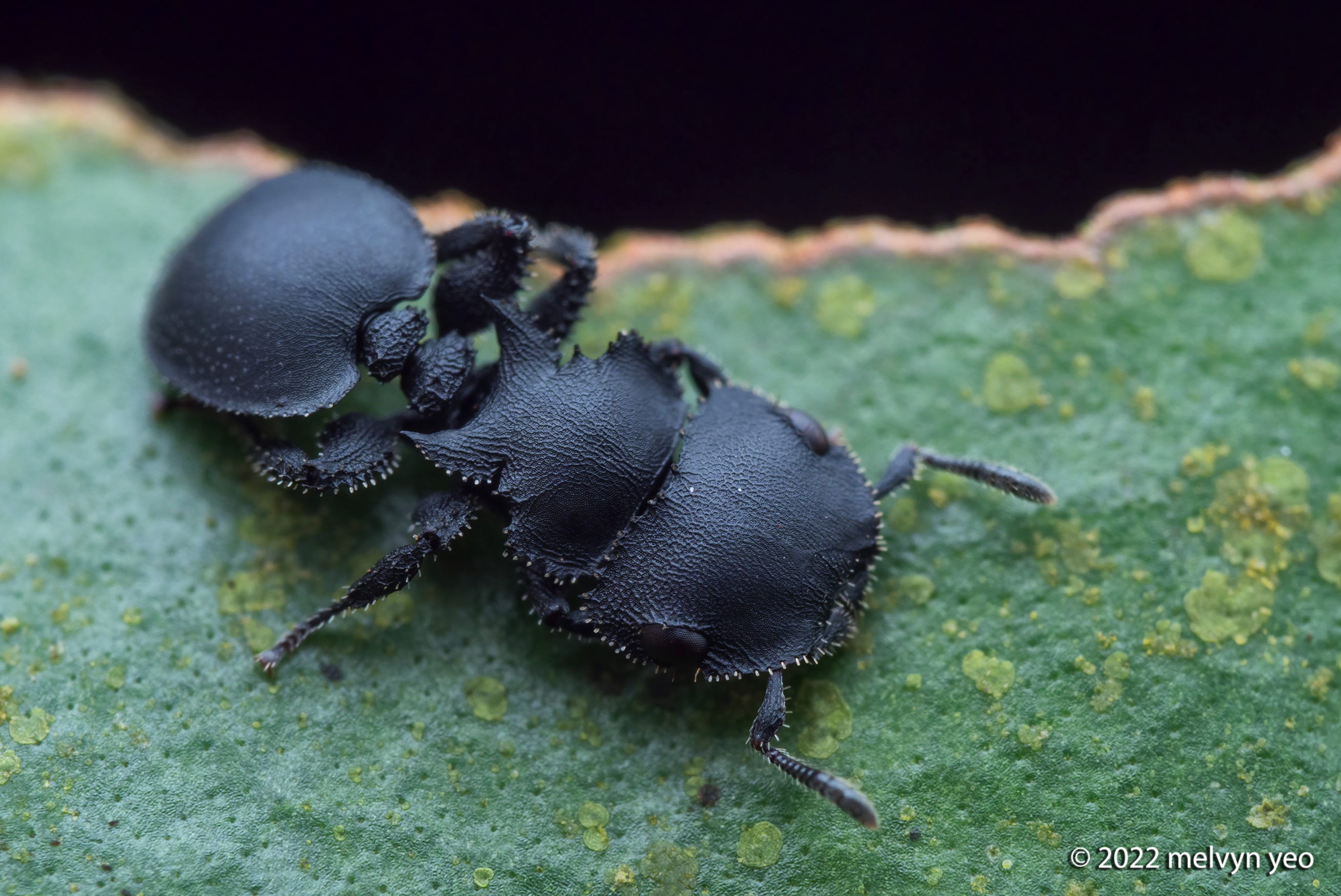 A matte black ant that has a very flat body with gothic details. It's like a series of black plates and spikes. The eyes are on the side of the head as it rests on a leaf. Photo from iNaturalist by melvynyeo A matte black ant that has a very flat body with gothic details. It's like a series of black plates and spikes. The eyes are on the side of the head as it rests on a leaf. Photo from iNaturalist by melvynyeo