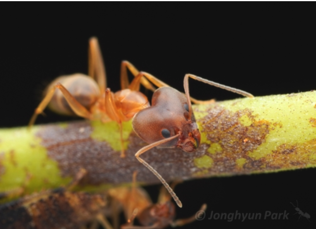 A remarkable ant with a heart-shaped head.
It's light brown. Photo by Jonghyn Park from iNaturalist. A remarkable ant with a heart-shaped head.
It's light brown. Photo by Jonghyn Park from iNaturalist.