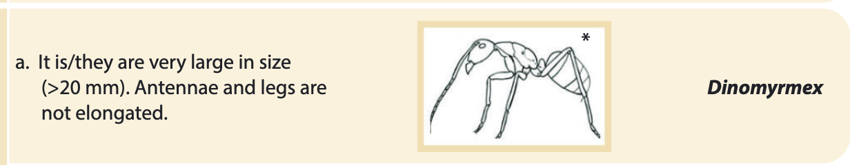 "It is they are very large in size"
Dinomyrmex
with a drawing of the ant from the species key.
"It is they are very large in size"
Dinomyrmex
with a drawing of the ant from the species key.